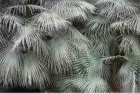 palm leaves 0005